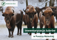 Boreckie żubry policzone!
