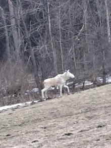 Tajemnice Białej Szaty: albinizm i leucyzm u Łosi, Jeleni, Saren i Danieli.
